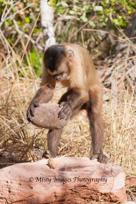 Misty Nichols, 2013 Maned Wolf, Hyacinth Macaw, Bearded Capuchin Monkey Photo Tour, photograph 4