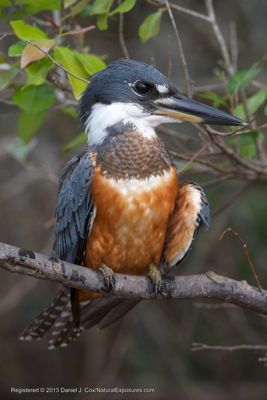 Daniel J. Cox, 2013 Brazil Pantanal Jaguar Wildlife Expedition, photograph 1