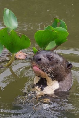 Daniel J. Cox, 2013 Brazil Pantanal Jaguar Wildlife Expedition, photograph 2