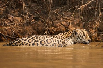 Tanya J. Cox, 2013 Brazil Pantanal Jaguar Wildlife Expedition, photograph 1