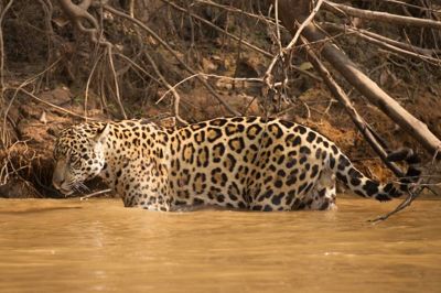 Tanya J. Cox, 2013 Brazil Pantanal Jaguar Wildlife Expedition, photograph 3