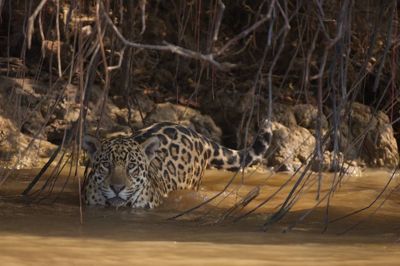 Tanya J. Cox, 2013 Brazil Pantanal Jaguar Wildlife Expedition, photograph 4
