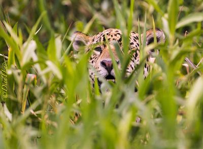 Dien T. Lai, 2013 Brazil Pantanal Jaguar Wildlife Expedition, photograph 1