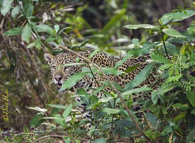 Dien T. Lai, 2013 Brazil Pantanal Jaguar Wildlife Expedition, photograph 2