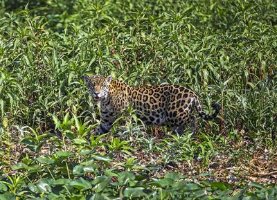 Dien T. Lai, 2013 Brazil Pantanal Jaguar Wildlife Expedition, photograph 3