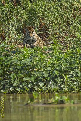 Dien T. Lai, 2013 Brazil Pantanal Jaguar Wildlife Expedition, photograph 4