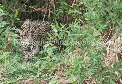Jeff Nadler, 2013 Brazil Pantanal Jaguar Wildlife Expedition, photograph 1