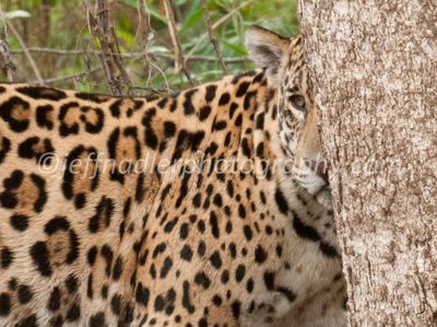 Jeff Nadler, 2013 Brazil Pantanal Jaguar Wildlife Expedition, photograph 2