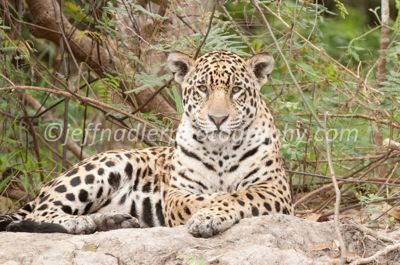 Jeff Nadler, 2013 Brazil Pantanal Jaguar Wildlife Expedition, photograph 3