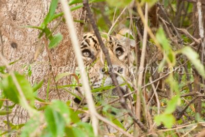Jeff Nadler, 2013 Brazil Pantanal Jaguar Wildlife Expedition, photograph 4