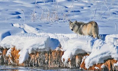 Jeff Nadler, 2010 Winter in Yellowstone Photography Tour, photograph 1