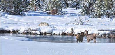 Jeff Nadler, 2010 Winter in Yellowstone Photography Tour, photograph 2