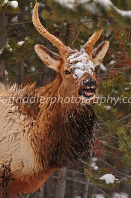 Jeff Nadler, 2010 Winter in Yellowstone Photography Tour, photograph 3