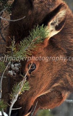Jeff Nadler, 2010 Winter in Yellowstone Photography Tour, photograph 4