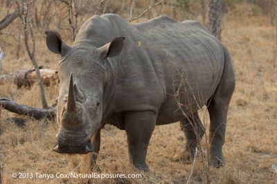 Tanya Cox, 2013 South Africa Photography Tour, photograph 2