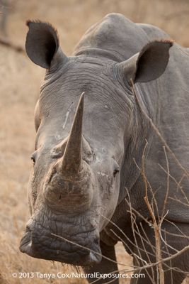 Tanya Cox, 2013 South Africa Photography Tour, photograph 3