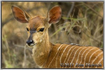 Tom Dietrich, 2013 South Africa Photography Tour, photograph 1