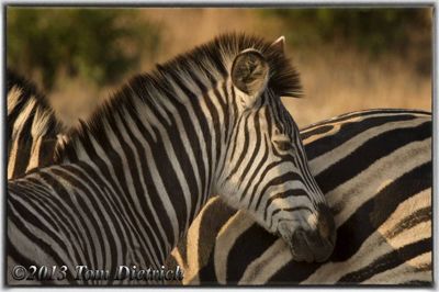 Tom Dietrich, 2013 South Africa Photography Tour, photograph 2
