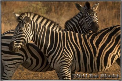 Tom Dietrich, 2013 South Africa Photography Tour, photograph 3