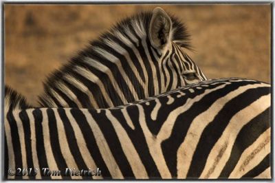 Tom Dietrich, 2013 South Africa Photography Tour, photograph 4