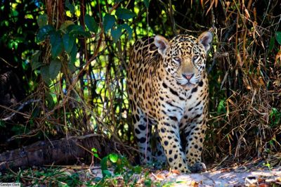 Carol Clark, 2013 Brazil Pantanal Jaguar Wildlife Expedition, photograph 1