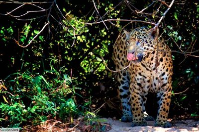 Carol Clark, 2013 Brazil Pantanal Jaguar Wildlife Expedition, photograph 2