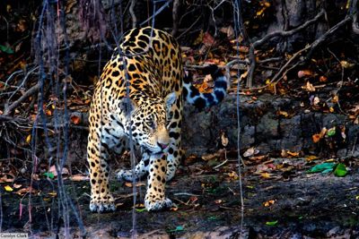 Carol Clark, 2013 Brazil Pantanal Jaguar Wildlife Expedition, photograph 3