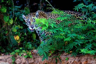 Carol Clark, 2013 Brazil Pantanal Jaguar Wildlife Expedition, photograph 4