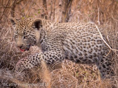 Mark and Cathy Pemberton, 2013 South Africa Photography Tour, photograph 3