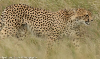 Michael Spain, 2013 Kenya Photography Tour, photograph 2
