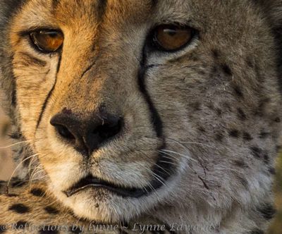 Lynne Edwards, 2013 South Africa Photography Tour, photograph 4