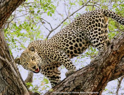 Edward Nahin, 2013 South Africa Photography Tour, photograph 3