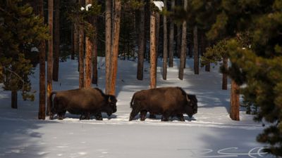 Ron Cunniff, 2014 Winter in Yellowstone Photography Tour III, photograph 4
