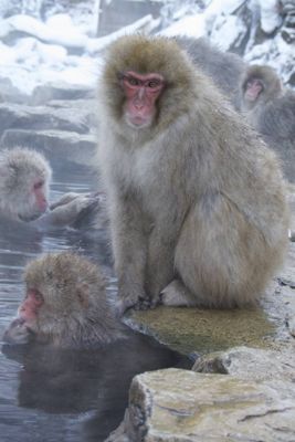Michelle M. Duggan, 2014 Japan Winter Wildlife Photography Tour I, photograph 1