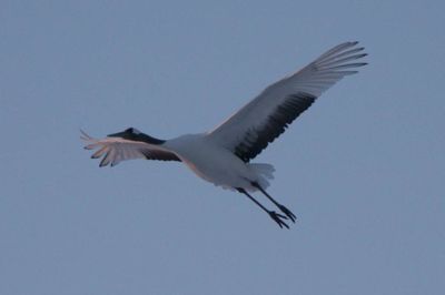 Michelle M. Duggan, 2014 Japan Winter Wildlife Photography Tour I, photograph 2