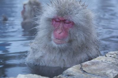 Michelle M. Duggan, 2014 Japan Winter Wildlife Photography Tour I, photograph 3
