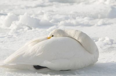 Michelle M. Duggan, 2014 Japan Winter Wildlife Photography Tour I, photograph 4