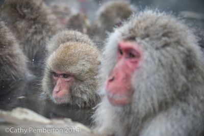 Mark and Cathy Pemberton, 2014 Japan Winter Wildlife Photography Tour I, photograph 1