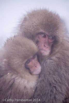 Mark and Cathy Pemberton, 2014 Japan Winter Wildlife Photography Tour I, photograph 2