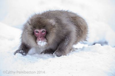 Mark and Cathy Pemberton, 2014 Japan Winter Wildlife Photography Tour I, photograph 3