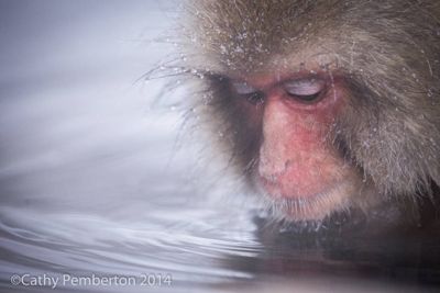 Mark and Cathy Pemberton, 2014 Japan Winter Wildlife Photography Tour I, photograph 4
