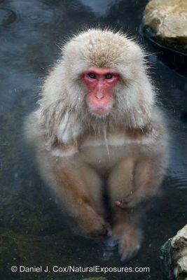 Daniel J. Cox, 2014 Japan Winter Wildlife Photography Tour I, photograph 1