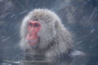 Daniel J. Cox, 2014 Japan Winter Wildlife Photography Tour I, photograph 2