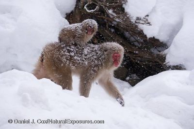 Daniel J. Cox, 2014 Japan Winter Wildlife Photography Tour I, photograph 3