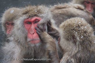 Daniel J. Cox, 2014 Japan Winter Wildlife Photography Tour I, photograph 4