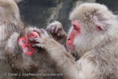 Daniel J. Cox, 2014 Japan Winter Wildlife Photography Tour II, photograph 1