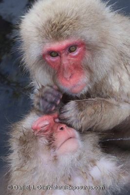 Daniel J. Cox, 2014 Japan Winter Wildlife Photography Tour II, photograph 2