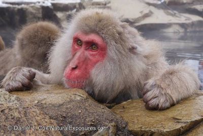 Daniel J. Cox, 2014 Japan Winter Wildlife Photography Tour II, photograph 4