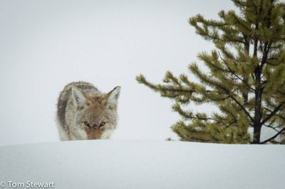 Tom Stewart, 2014 Winter in Yellowstone Photography Tour II, photograph 1