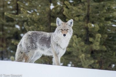 Tom Stewart, 2014 Winter in Yellowstone Photography Tour II, photograph 2